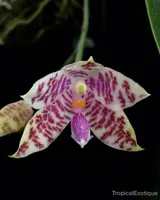 Phalaenopsis hieroglyphica