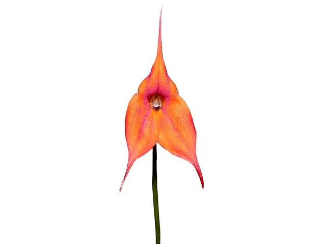 Masdevallia Andean Angel (Masdevallia)