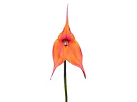 Masdevallia Andean Angel