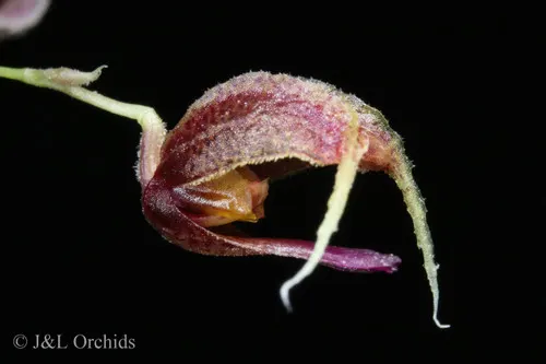Scaphosepalum rapax (Scaphosepalum)
