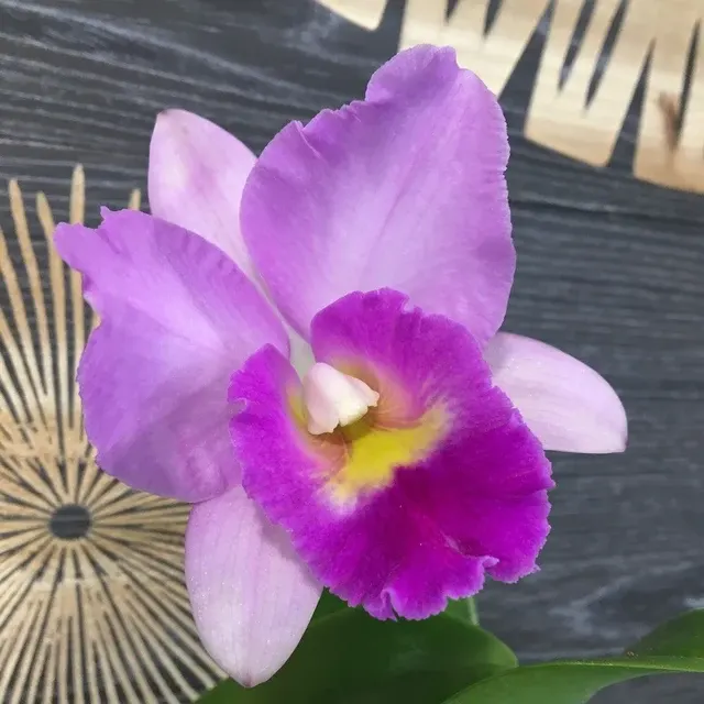 Rhyncholaeliocattleya Burdekin Wonder Parfumata 'Loredana'