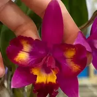 Cattleya Hawaiian Splash 'Lea' BM/JOGA 2.5" Fragrant