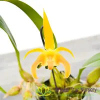 Bulbophyllum Lobbii (#2-B) — 2.5" Pot Oversized / Without Spike