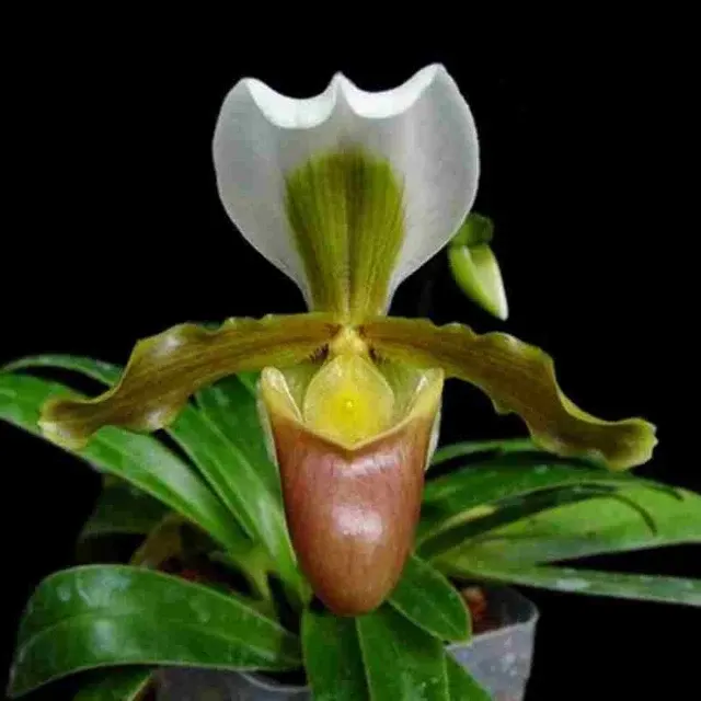 Paphiopedilium barbigerum var coccineum (Paphiopedilum)