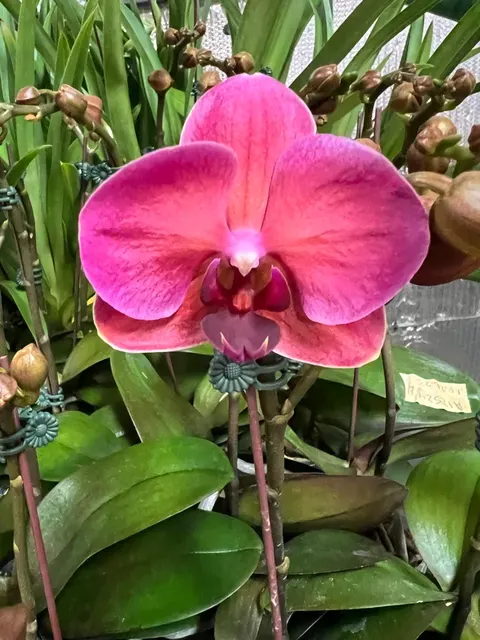 Phalaenopsis Taida Fancy Queen