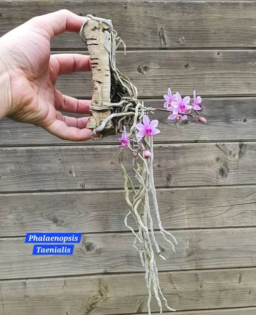 Phalaenopsis taenialis (Phalaenopsis)