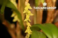 STELIS SP. COSTA RICA SMALL ORCHID MOUNTED