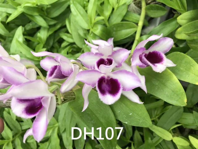 Dendrobium Neifert's Sweet Leilani
