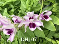 Den. Neifert's Sweet Leilani (Little Sweetscent 'Hsinying' x Nestor 'T-21') (DH107) (Hybrid)