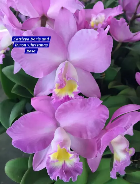 Cattleya 19 Orchid (Cattleya)