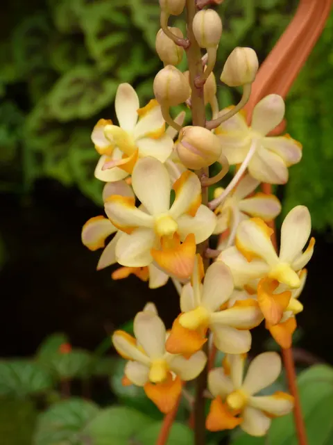 Ascocentrum miniatum x 'White' (Ascocentrum)