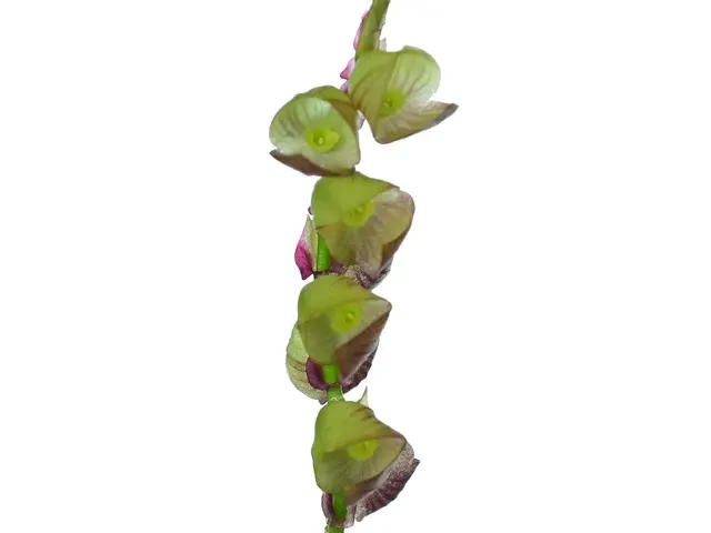 Stelis regina (Stelis)