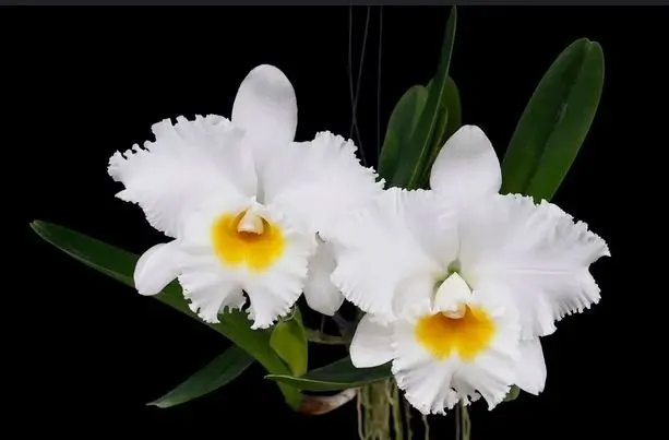 Rhyncholaeliocattleya Shinaphat Diamond 'White Swan' (Rhyncholaeliocattleya)
