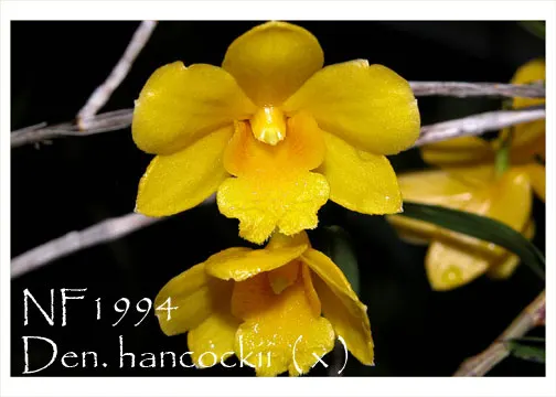 Dendrobium hancockii 'Note :Amazing Honey Fragrance !' (Dendrobium)