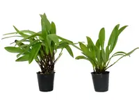 Stelis disticha (Big)