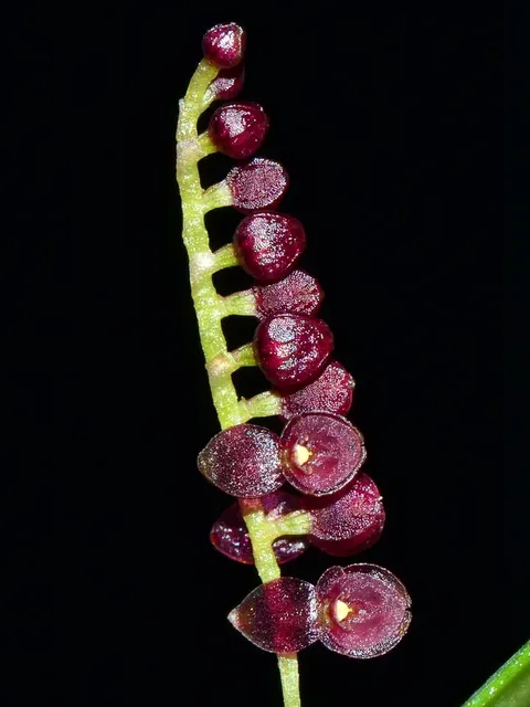 Lepanthopsis ubangii