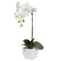 Phalaenopsis Orchid