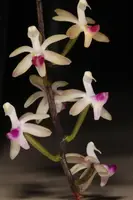 Stereochilus pachyphyllus