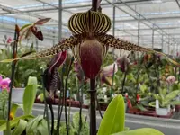 Paphiopedilum rothschildianum ‘Tokyo Titan’ x ‘Spread Eagle’