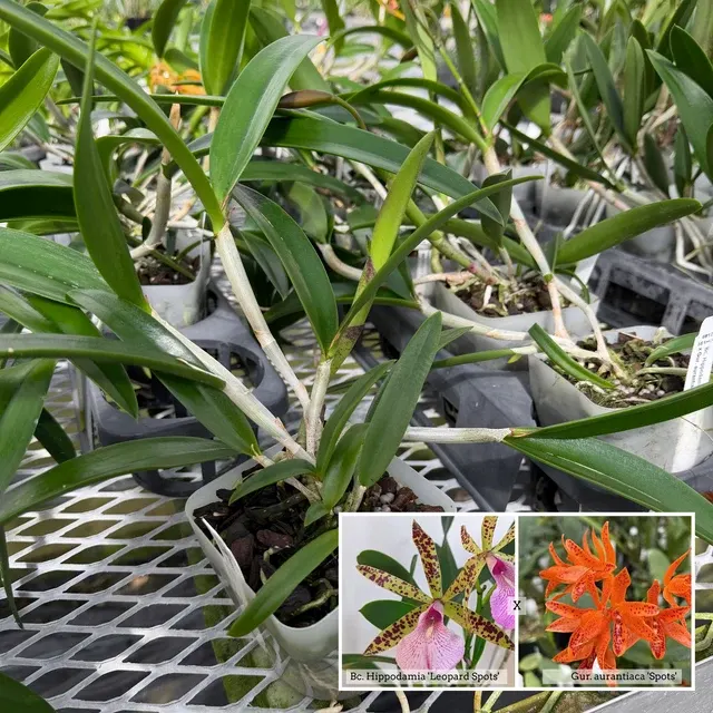 Brassocattleya Hippodamia (Brassocattleya)