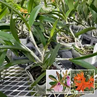 Bc. Hippodamia 'Leopard Spots' x Gur. aurantiaca 'Spots' (4" Pot) -Not Blooming