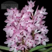 Ascocentrum christensonianum Sp.