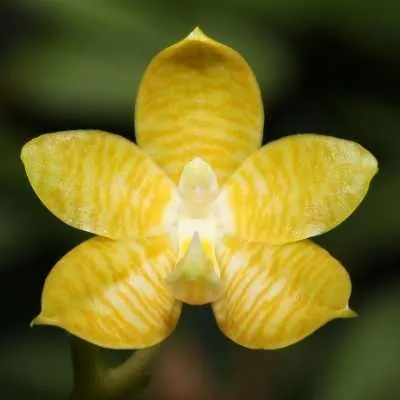 Phalaenopsis amboinensis var flavida sp (Phalaenopsis)