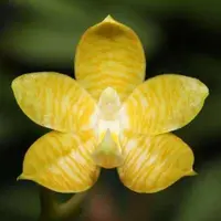 Phalaenopsis amboinensis var. flavida sp.