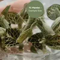 Anoectochillus hybrid 'Emerald Gold Variegated' (TC Plantlet) - Preorder