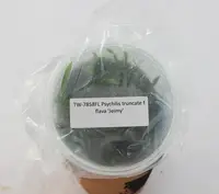 FLASK Psychilis truncata f flava 'Jeimy'