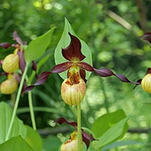 Cypripedium Frosch's Cutie (Cypripedium)