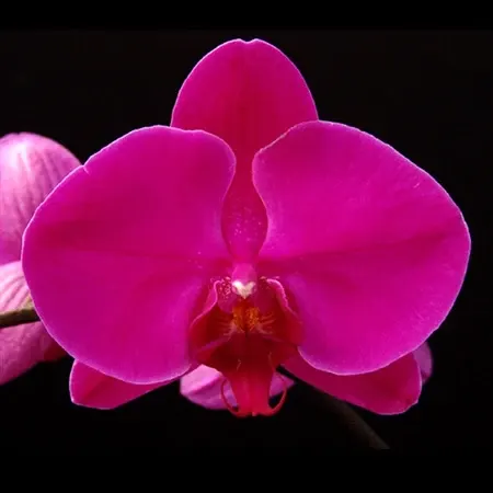 Phalaenopsis Taipei 101 (Phalaenopsis)