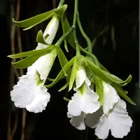 Prosthechea (Psh) mariae x sib. Rare orchid species. Blooming size Encyclia type Live orchid. Fragrant