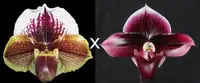 Paphiopedilum Via Luna Este 'Sailor's Delight' AM/AOS x Dark Destiny 'Black Ice' FCC/AOS