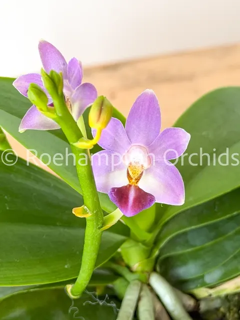 Phalaenopsis Evarise Blue Angel