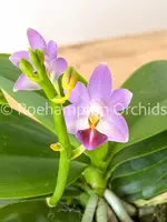 Phal. Evarise Blue Angel — Blooming Size