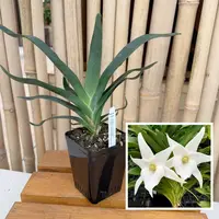 Angcm. Lai's Star (4" Pot) - Not Blooming