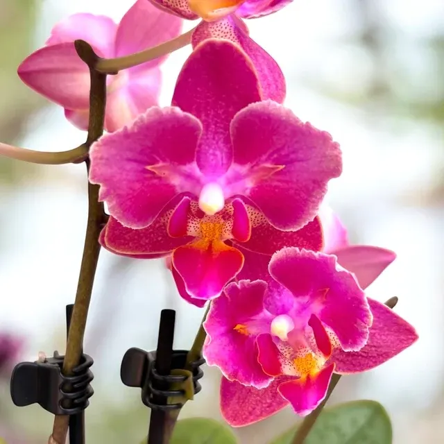 Phalaenopsis Secret Fragrance - Flori Pelorice Si Parfumate