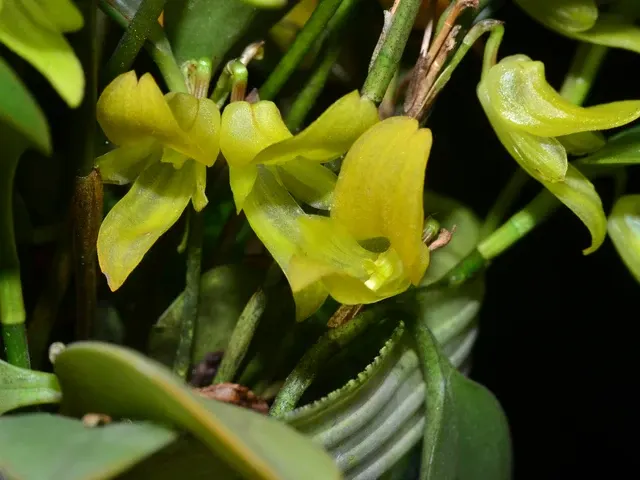 Pleurothallis brenneri 'xanthinum'