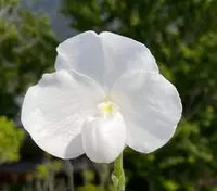 Paphiopedilum niveum fma album