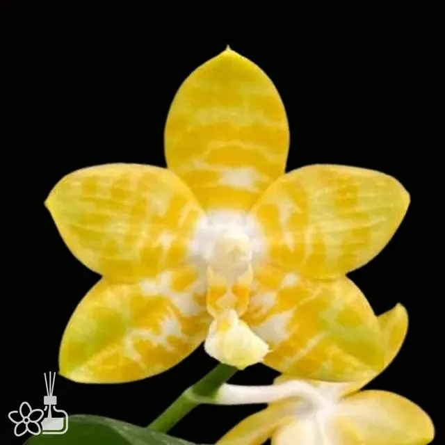 Phalaenopsis Yaphon Yellow Bomb