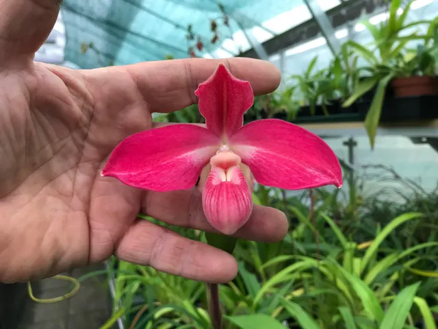 Phragmipedium Peruflora’s Cirila Alca (Phragmipedium)