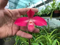 Phragmipedium Peruflora’s Cirila Alca (kovachii x dalessandroi)