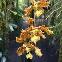 Trichocentrum stacyi