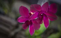 Dendrobium Kratingdaeng Orchid Comes in 4" Pot