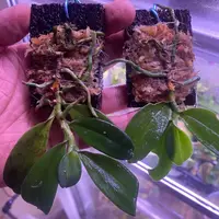 Neobathiea keraudrenae