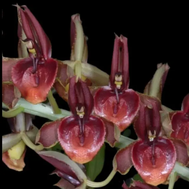 Catasetum spitzii var