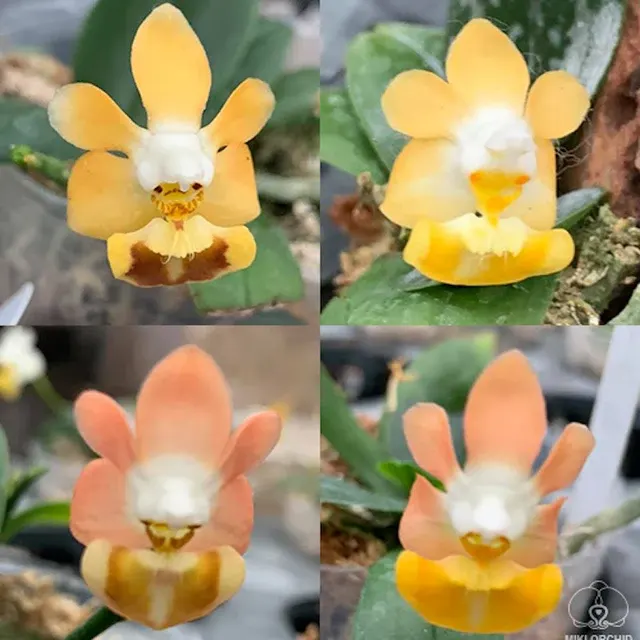 Phalaenopsis lobbii var