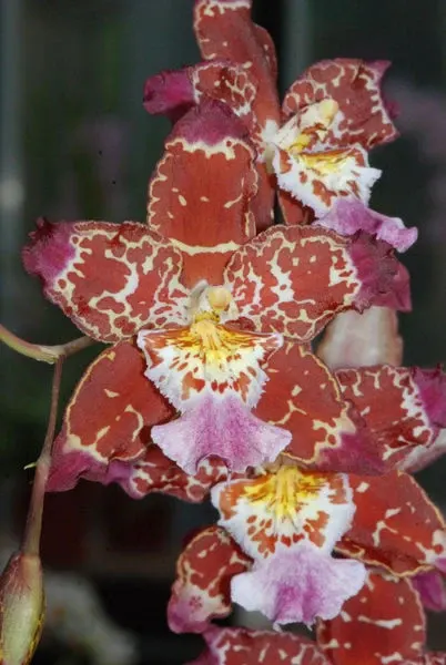 Odontoglossum PURPLE RAIN