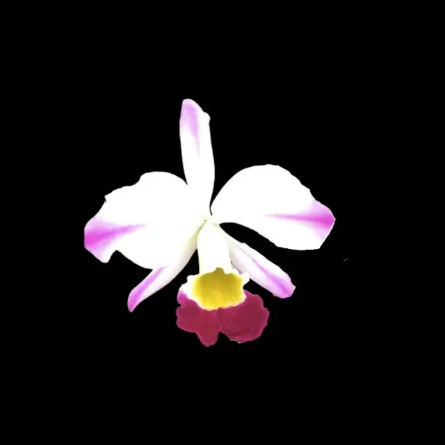 Cattleya eldorado var semi alba (Cattleya)